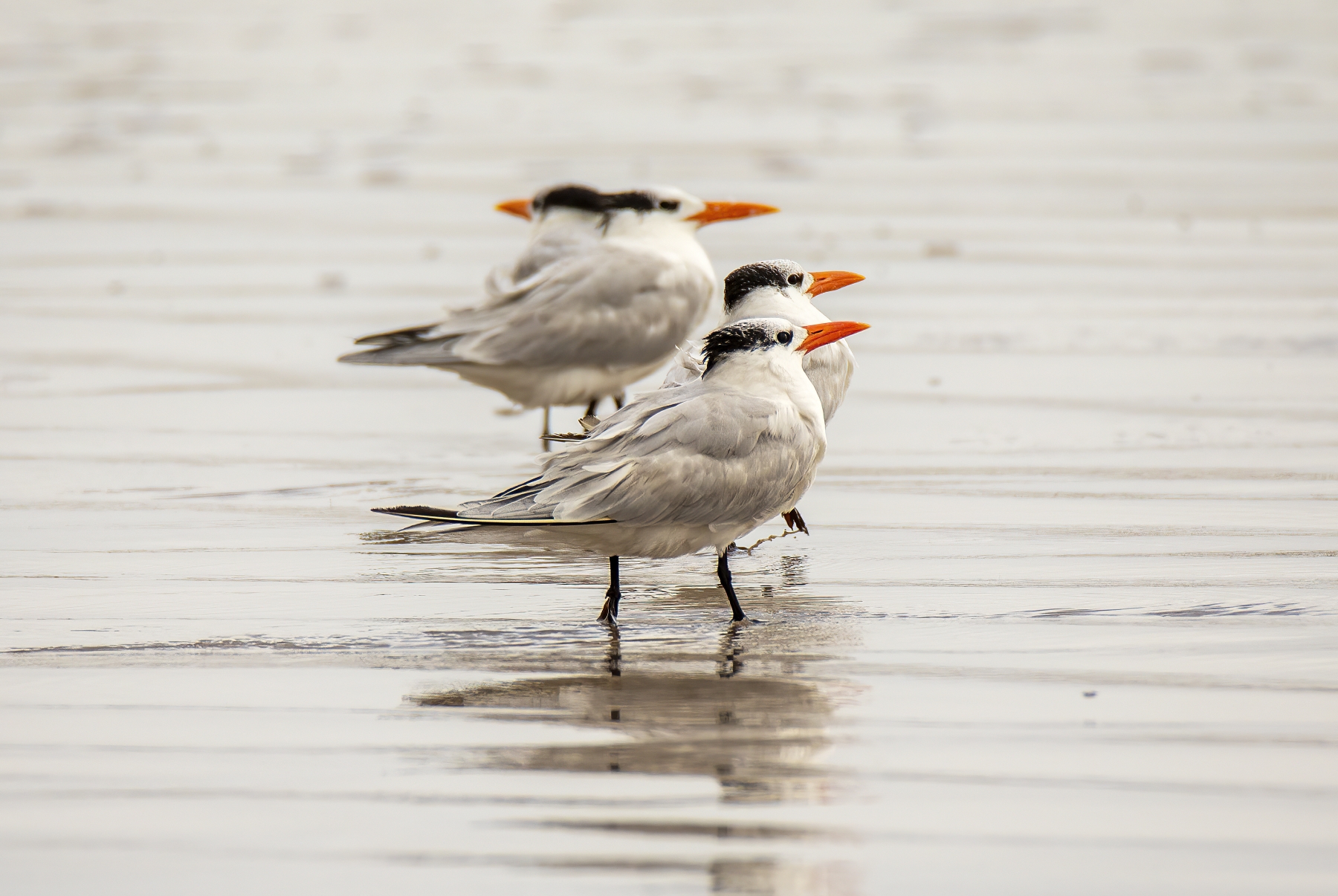 Royal Tern, Port Aransas, Texas